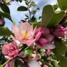 Fairy Blush Michelia Doltsopa Magnolia Tree Pink Fragrant Blooms Well Rooted