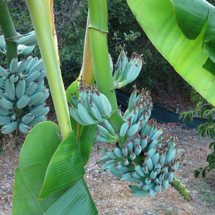 4 Pot Of Ice Cream Blue Java Live Musa Banana Tree Well Rooted Plant Hint Of Vanilla Flavor Best Tas