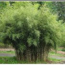 Fountain Bamboo Fargesia Well Rooted Plant Clumping Non Invasive Cold Hardy Bamboo 18 To 24 Tall
