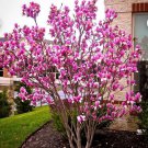 Tinkerbelle Magnolia Tree Deep Plum Purple Fragrant Blooms 20 28 Inches Tall Large 1 Gallon Pot