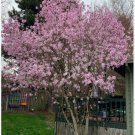 Leonard Messel Magnolia Tree Magnolia X Loebneri Fragrant Blooms 18 28 Inches Tall Hardy In Zones 4 