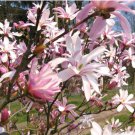 Leonard Messel Magnolia Tree Magnolia X Loebneri Fragrant Blooms 18 28 Inches Tall Hardy In Zones 4 