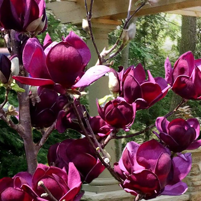 Genie Magnolia Tree Deep Plum Purple Fragrant Blooms 16 20 Inches Tall Large 1 Gallon Pot