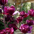 Genie Magnolia Tree Deep Plum Purple Fragrant Blooms 16 20 Inches Tall Large 1 Gallon Pot