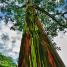 Rainbow Eucalyptus Deglupta Well Rooted Starter Tree Seedling Sapling Plant Absolutely Stunning Tree
