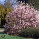 Leonard Messel Magnolia Tree Magnolia X Loebneri Fragrant Blooms 18 28 Inches Tall Hardy In Zones 4 