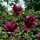 Genie Magnolia Tree Deep Plum Purple Fragrant Blooms 20 28 Inches Tall Large 1 Gallon Pot