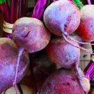 Early Wonder Tall Top Beet 25 Seeds