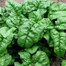 Giant Noble Spinach 25 Seeds