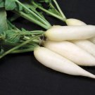Short Top Icicle Radish 25 Seeds