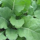 Georgia Southern Collard 25 Seeds