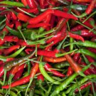 Tabasco Pepper 25 Seeds Hot