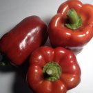 Quadrato D'Asti Rosso Bell Pepper Rare 10 Seeds