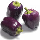 Purple Beauty Bell Pepper 25 Seeds