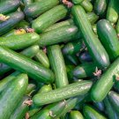Muncher Cucumber 20 Seeds