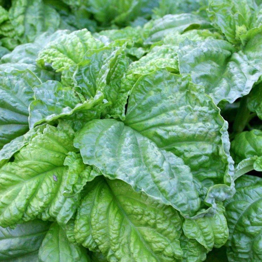 Lettuce Leaf Basil 25 Seeds