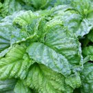 Lettuce Leaf Basil 25 Seeds