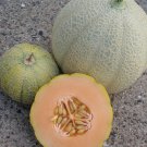 Minnesota Midget Melon 20 Seeds