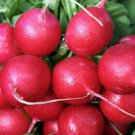 Cherry Belle Radish 25 Seeds