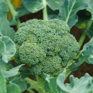 Calabrese Broccoli 25 Seeds