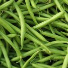 Blue Lake 274 Bush Bean 20 Seeds