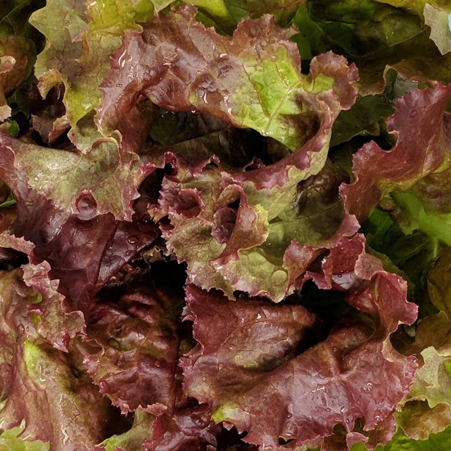 Prizehead Leaf Lettuce 200 Seeds