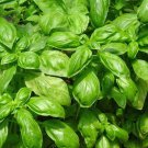 Italian Large Leaf Basil 25 Seeds