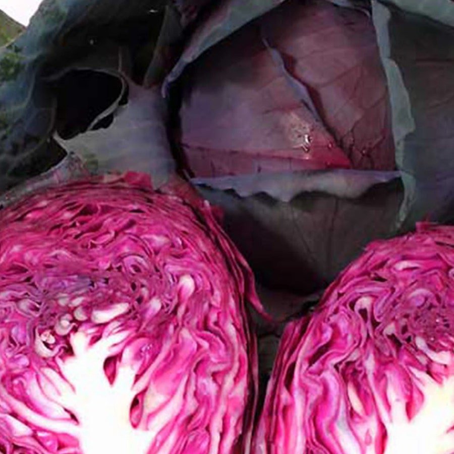 Red Acre Cabbage 25 Seeds