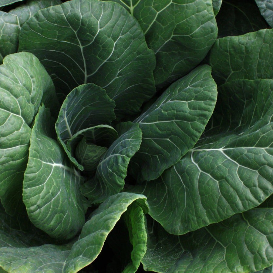 Vates Collard 25 Seeds
