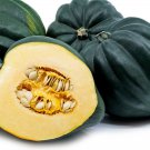 Acorn Squash 10 Seeds