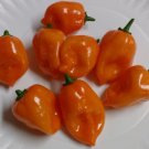 Orange Habanero Hot Pepper 25 Seeds