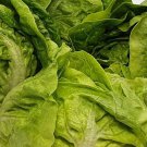 Little Gem Lettuce 200 Seeds