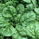 Bloomsdale Long Standing Spinach 25 Seeds