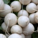 Shogoin Turnip 25 Seeds