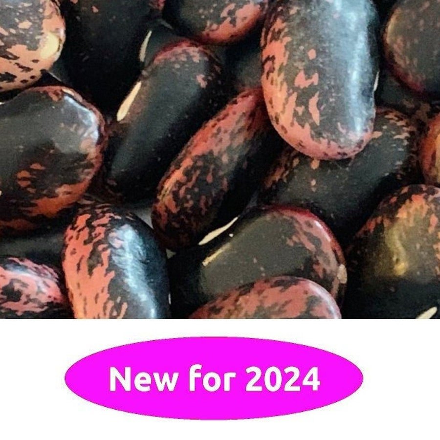 Scarlet Runner Pole Bean 10 Seeds