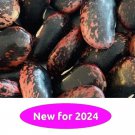 Scarlet Runner Pole Bean 10 Seeds