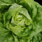 Bibb Butterhead Lettuce 200 Seeds
