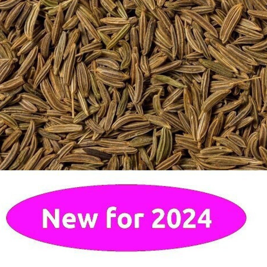 Caraway 25 Seeds