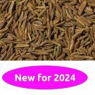 Caraway 25 Seeds