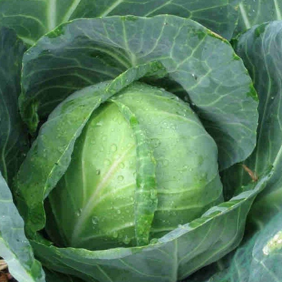 Golden Acre Cabbage 25 Seeds