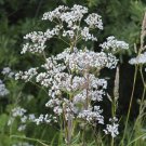 Anise 25 Seeds