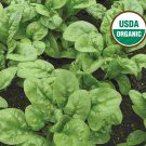 Matador Spinach 25 Seeds
