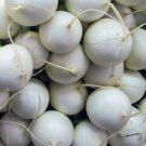 Hailstone Radish 25 Seeds