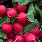 Champion Radish 25 Seeds