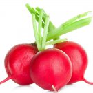 Crimson Giant Radish 25 Seeds