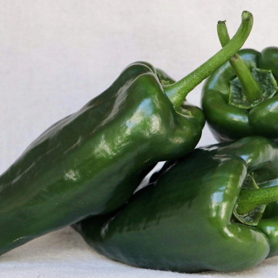 Poblano Hot Pepper 25 Seeds