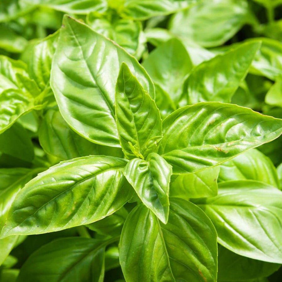 Sweet Basil 25 Seeds