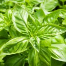 Sweet Basil 25 Seeds