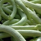 Pale Armenian Cucumber 20 Seeds