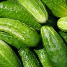 Marketmore Cucumber 25 Seeds